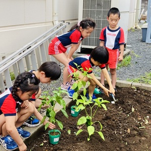 夏野菜の苗植え♪